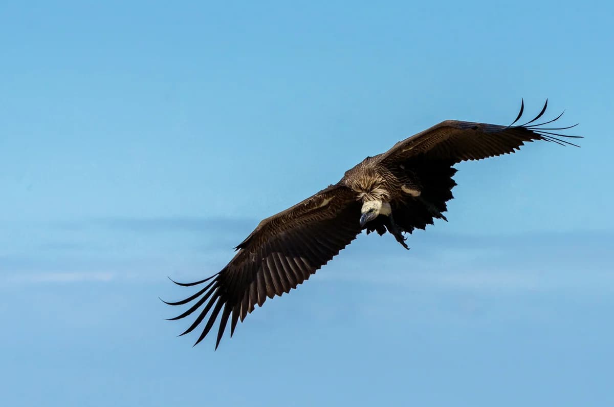 Masai Mara, Kenya – bild 55