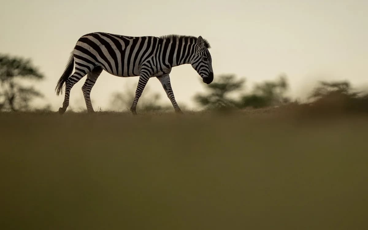 Masai Mara, Kenya – bild 56