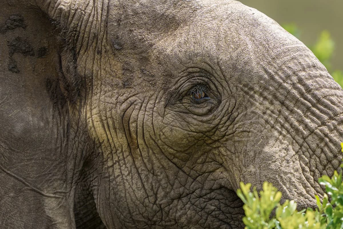 Masai Mara, Kenya – bild 57