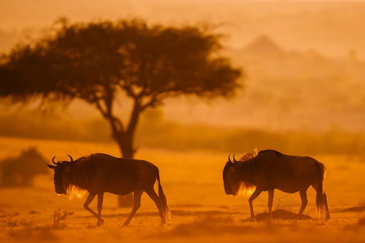 Masai Mara, Kenya – bild 58