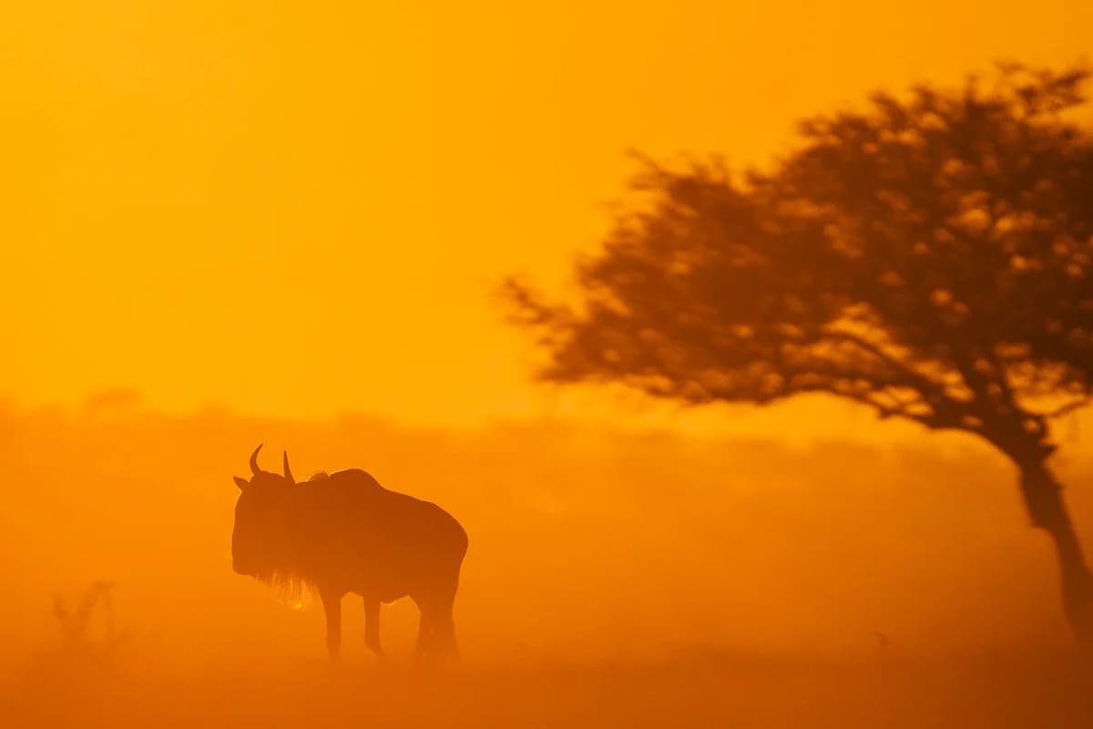 Masai Mara, Kenya – bild 59