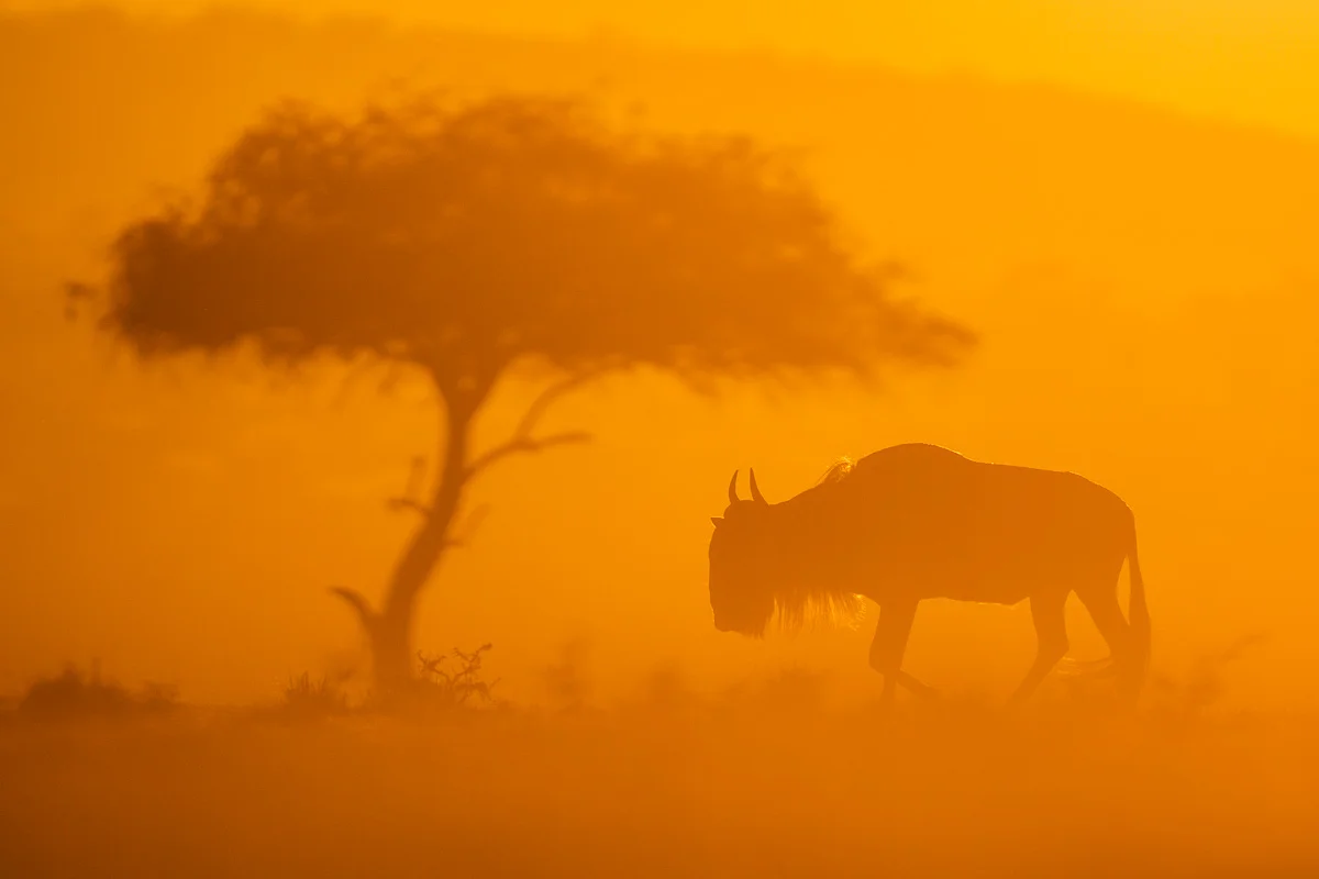 Masai Mara, Kenya – bild 60