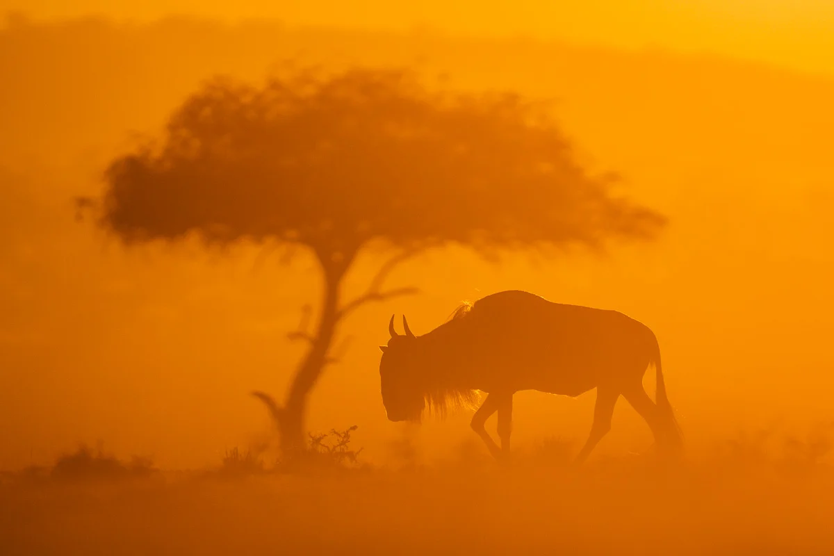 Masai Mara, Kenya – bild 61