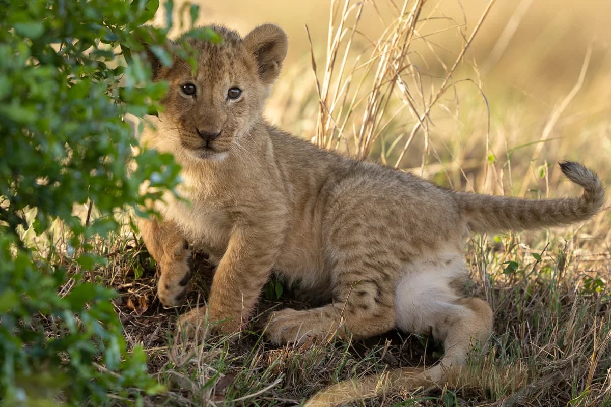 Masai Mara, Kenya – bild 62
