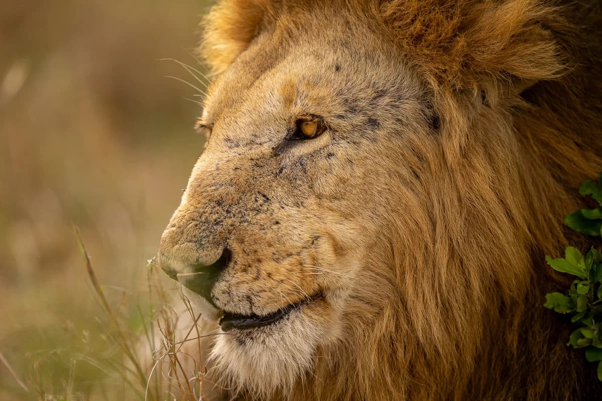 Masai Mara, Kenya – bild 64