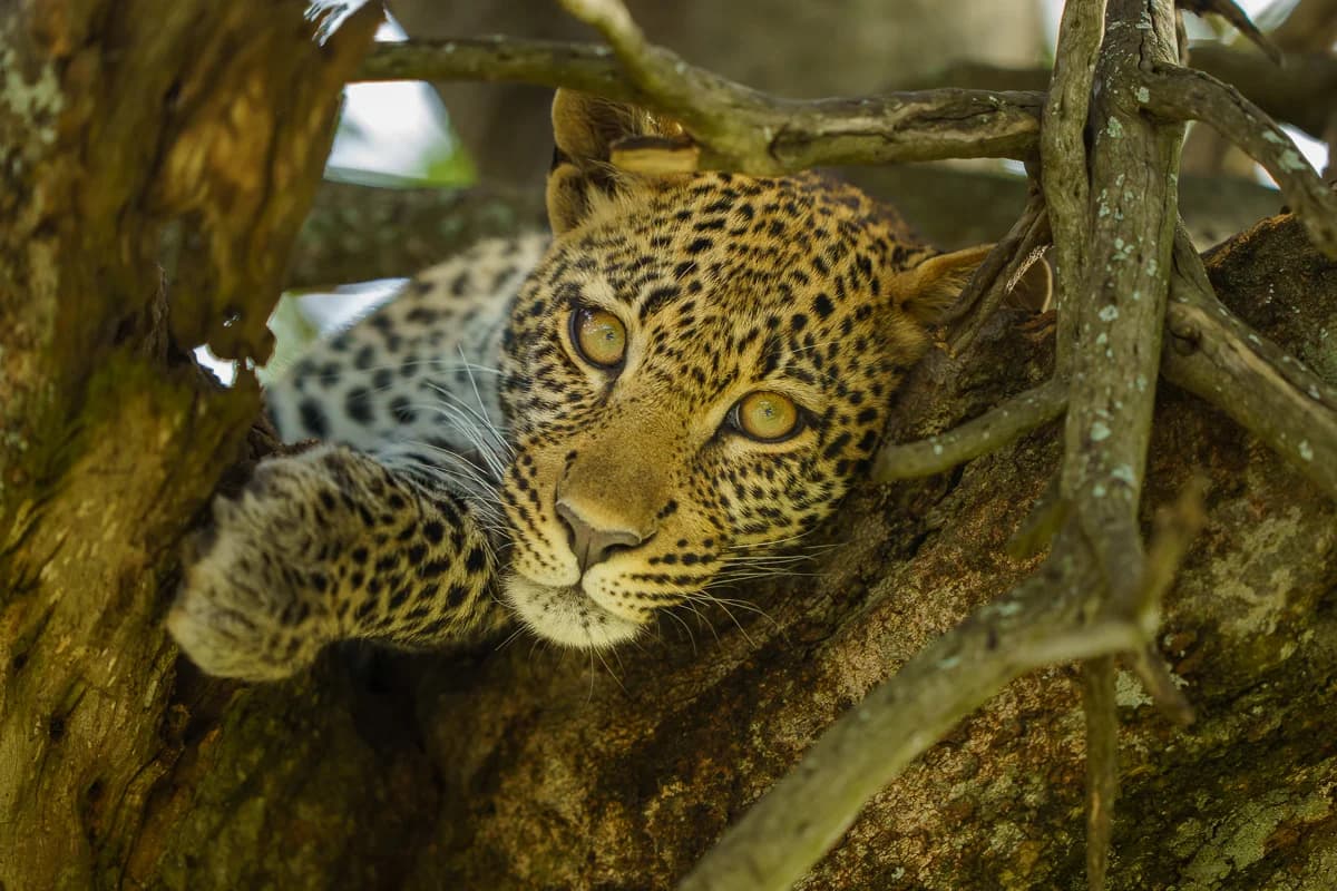 Masai Mara, Kenya – bild 65