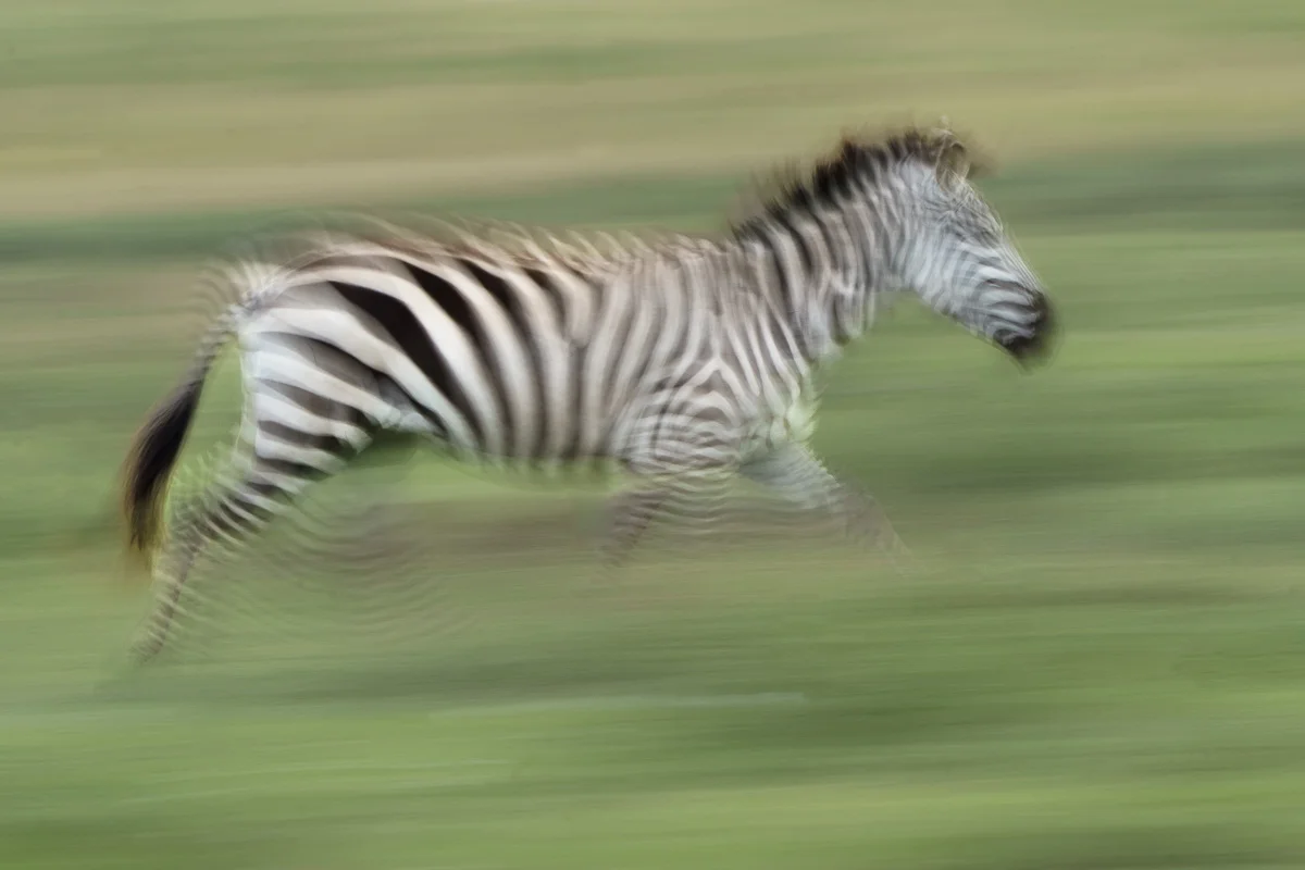 Masai Mara, Kenya – bild 67