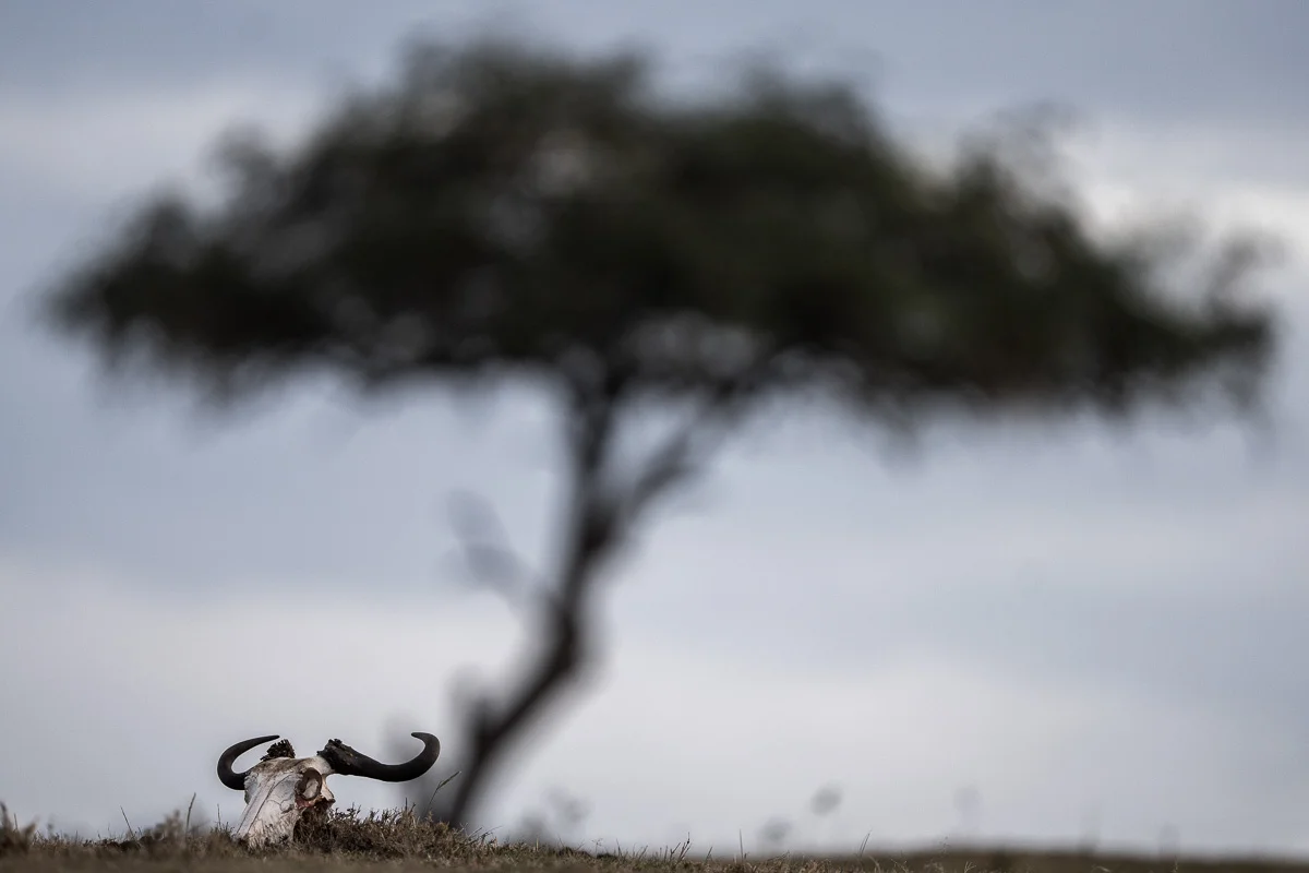 Masai Mara, Kenya – bild 71