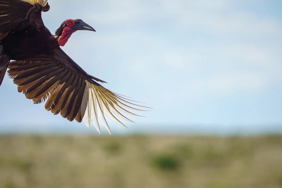 Masai Mara, Kenya – bild 75