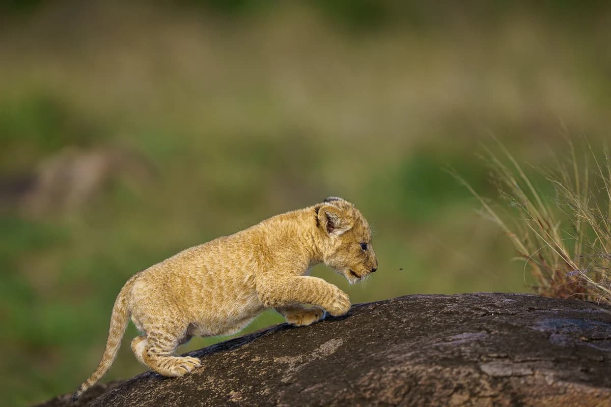 Masai Mara, Kenya – bild 76