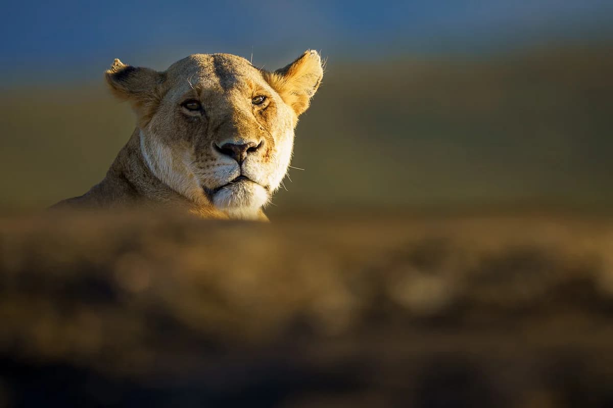 Masai Mara, Kenya – bild 78
