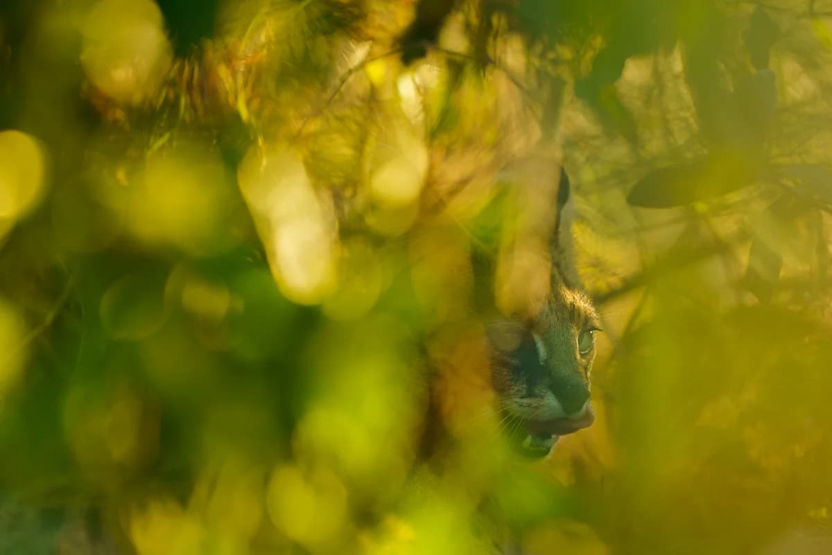 Masai Mara, Kenya – bild 79