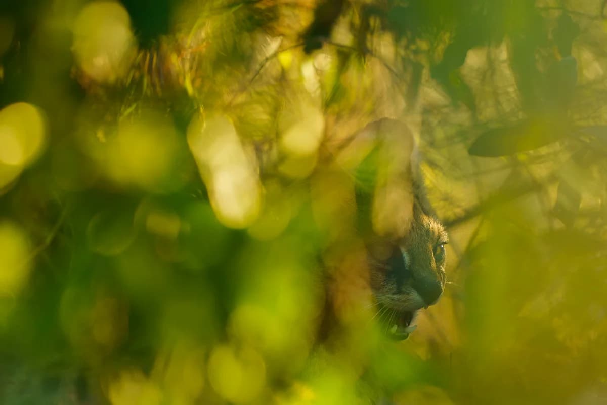 Masai Mara, Kenya – bild 80