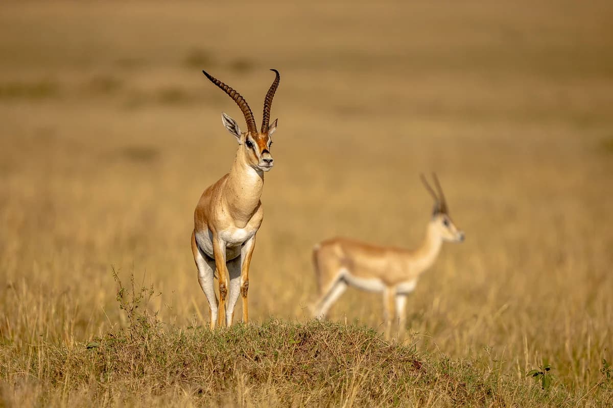 Masai Mara, Kenya – bild 82