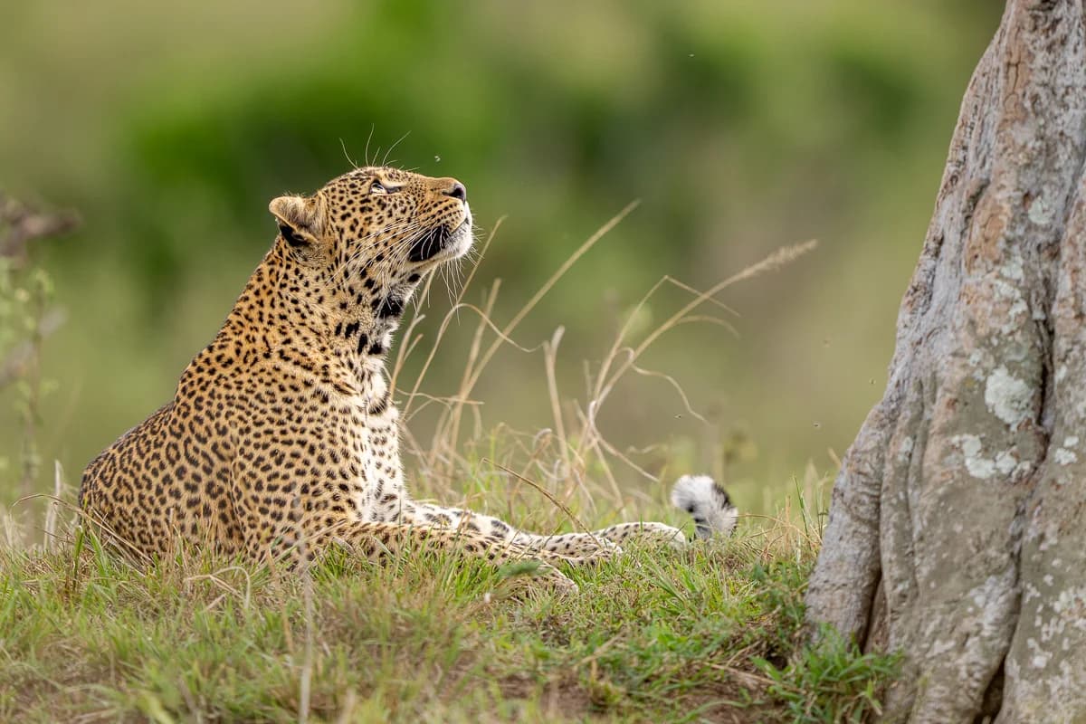 Masai Mara, Kenya – bild 84