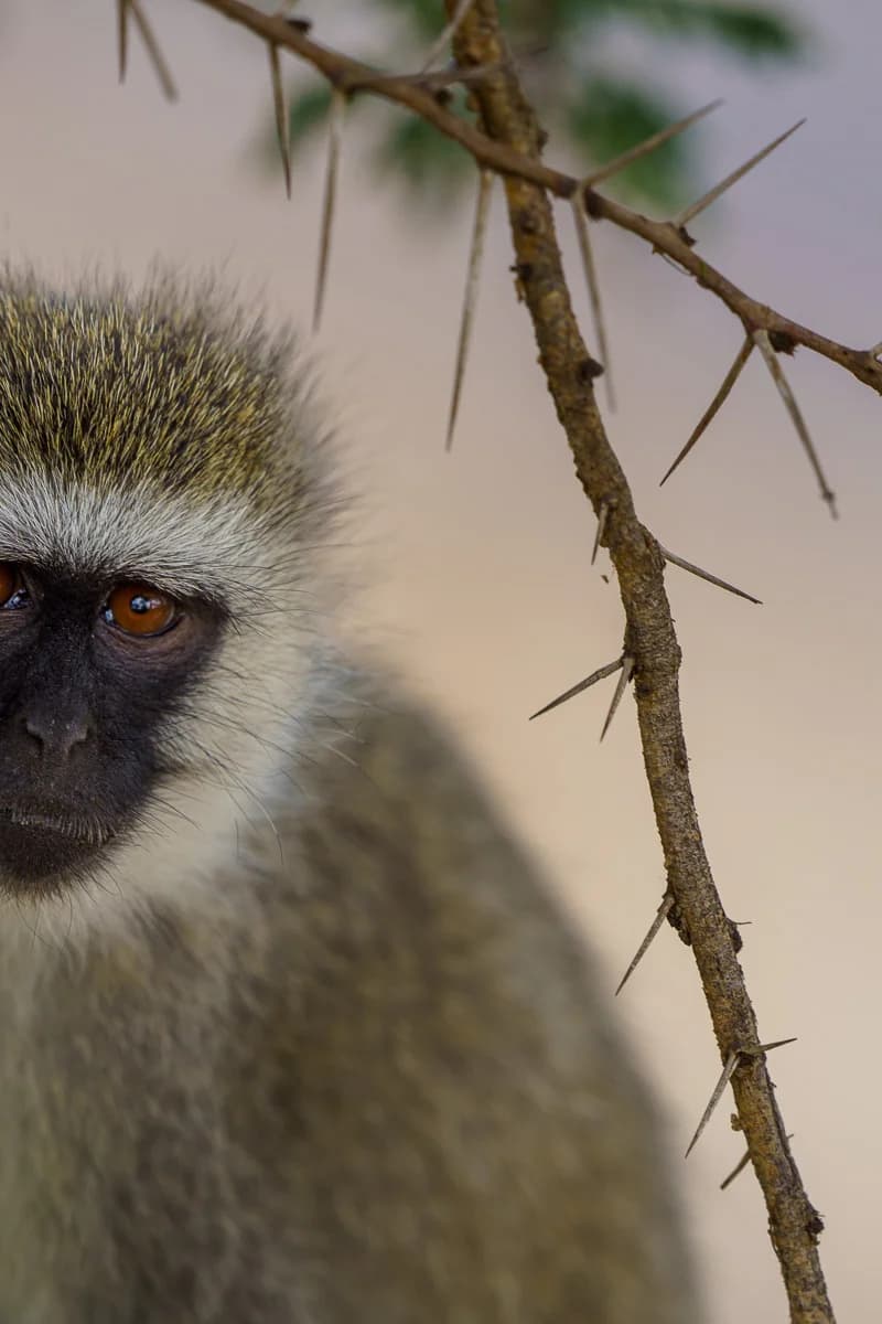 Masai Mara, Kenya – bild 85