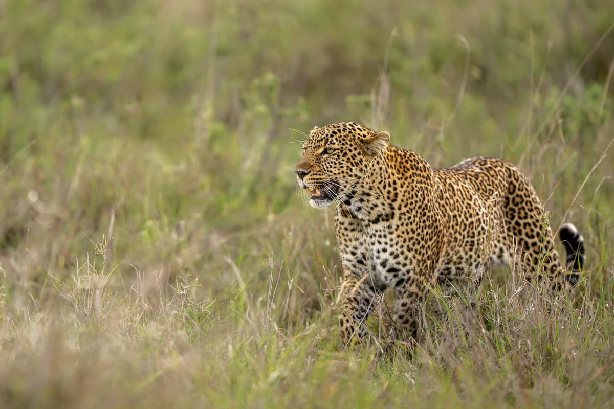 Masai Mara, Kenya – bild 86