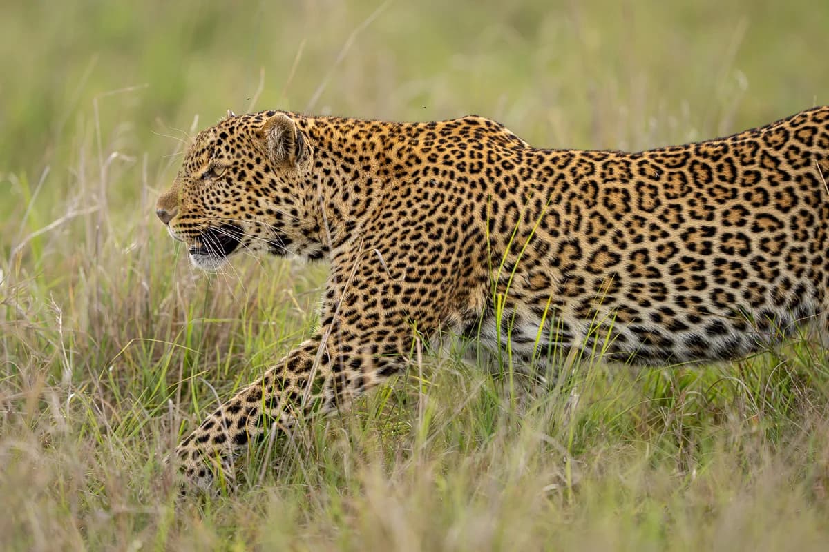 Masai Mara, Kenya – bild 87