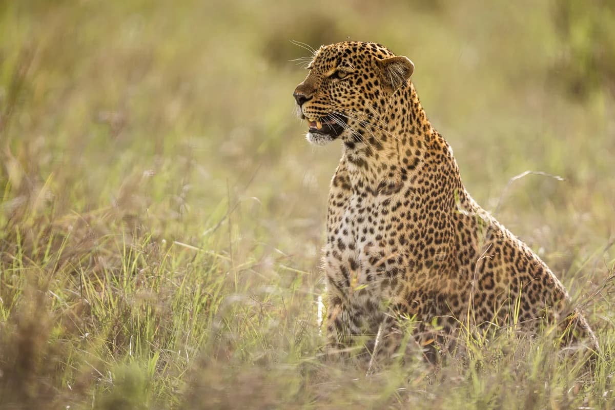 Masai Mara, Kenya – bild 89
