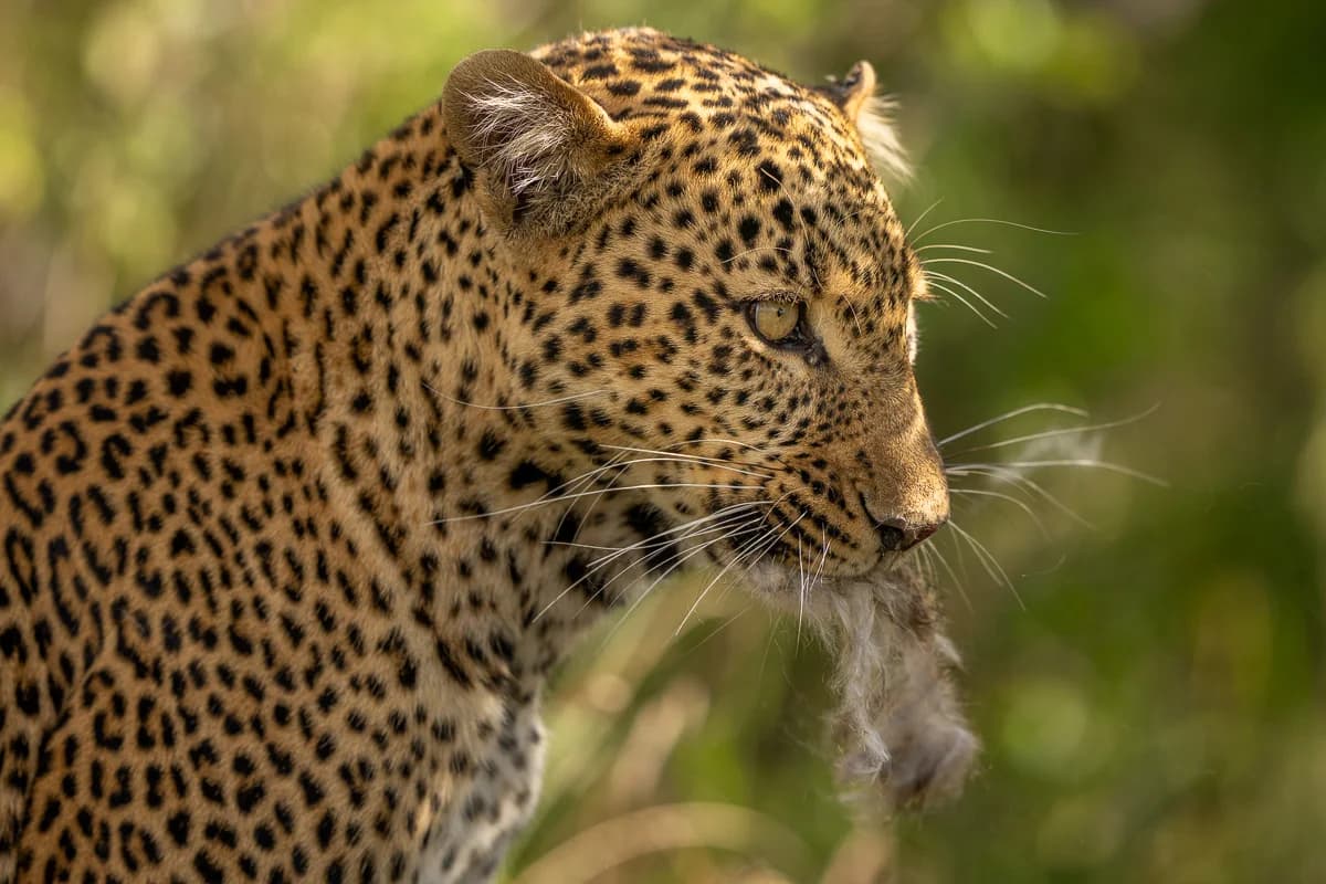 Masai Mara, Kenya – bild 90