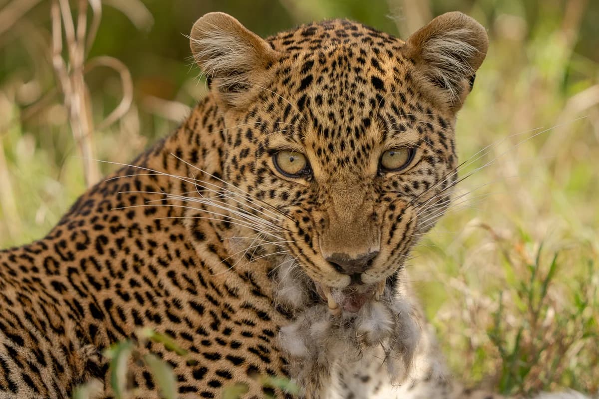 Masai Mara, Kenya – bild 91