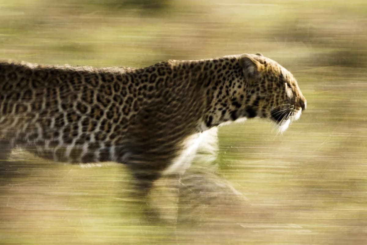 Masai Mara, Kenya – bild 93