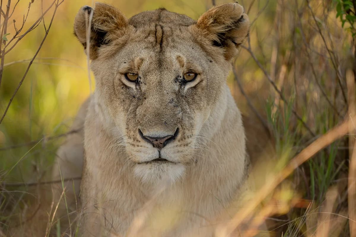 Masai Mara, Kenya – bild 94