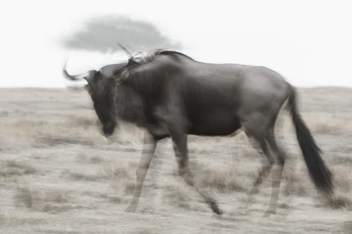 Masai Mara, Kenya – bild 95