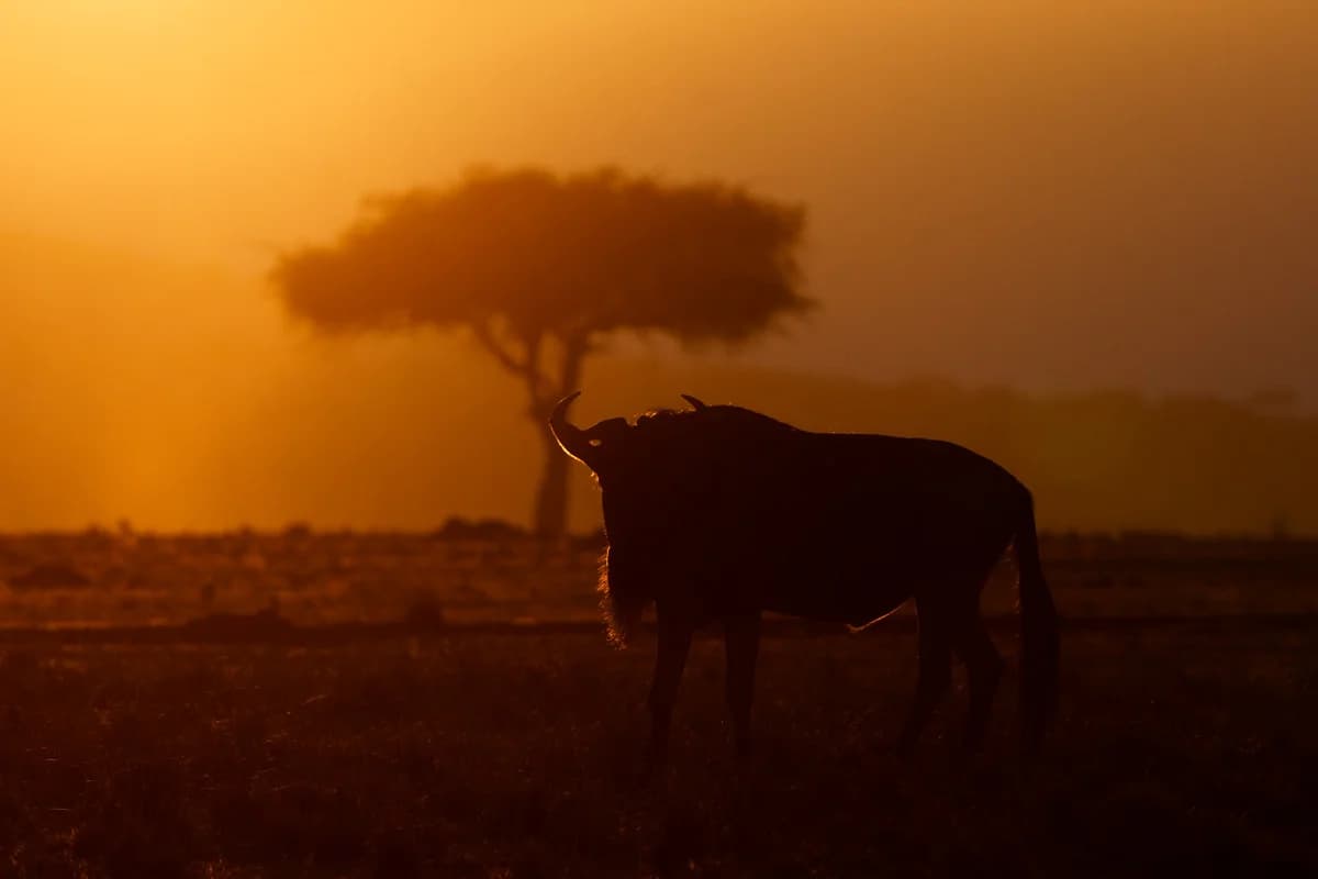 Masai Mara, Kenya – bild 97