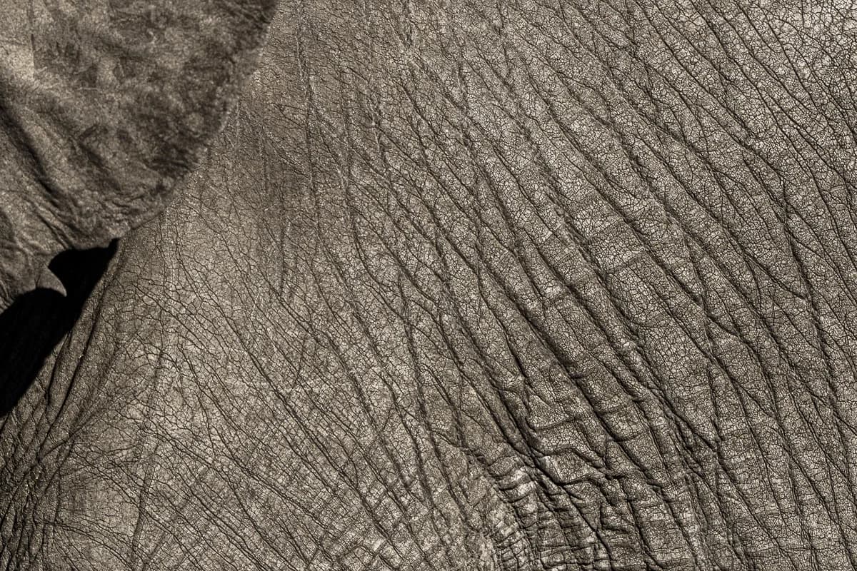 Masai Mara, Kenya – bild 98