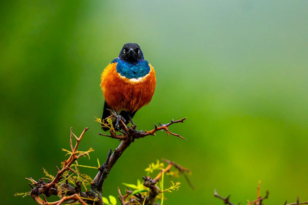 Masai Mara, Kenya – bild 100