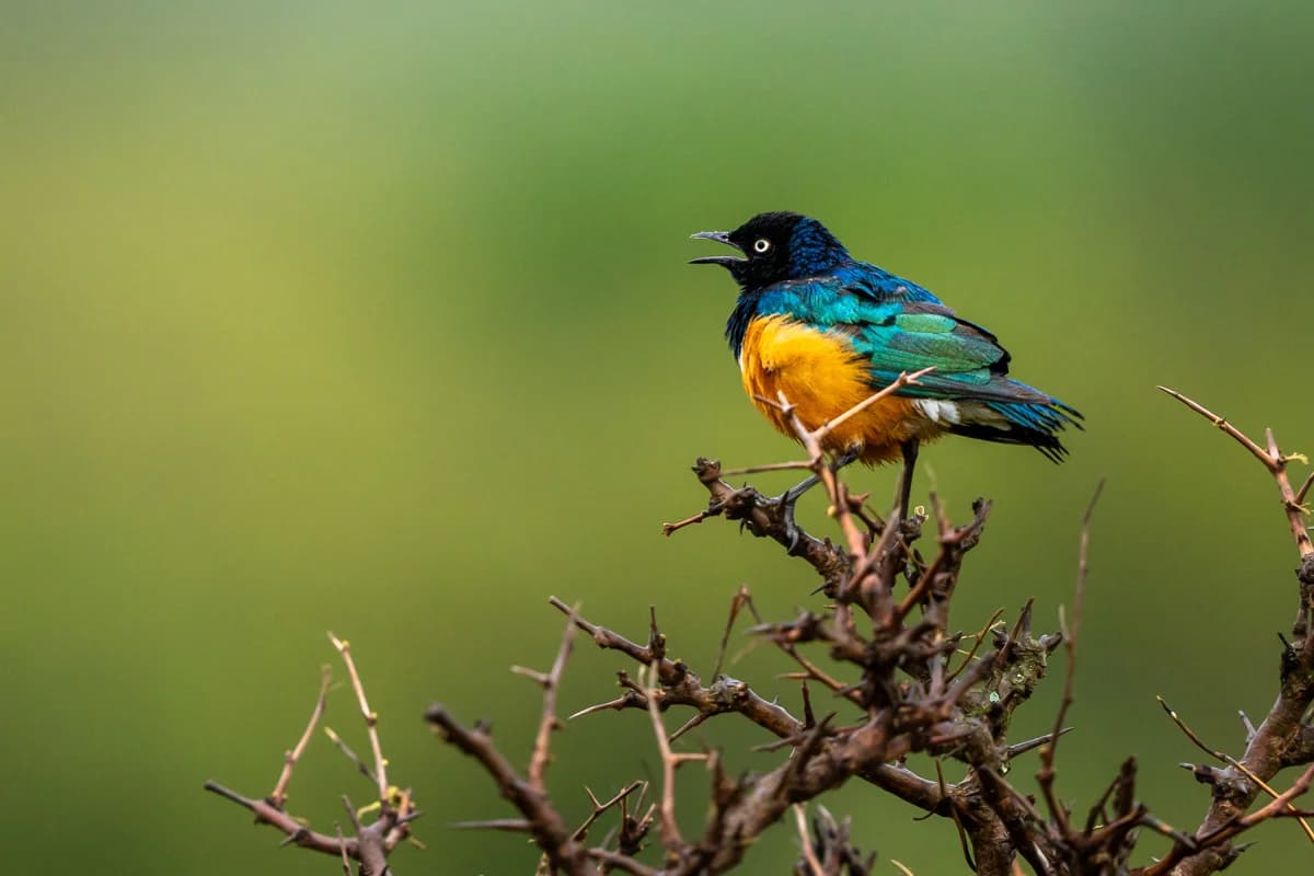 Masai Mara, Kenya – bild 101