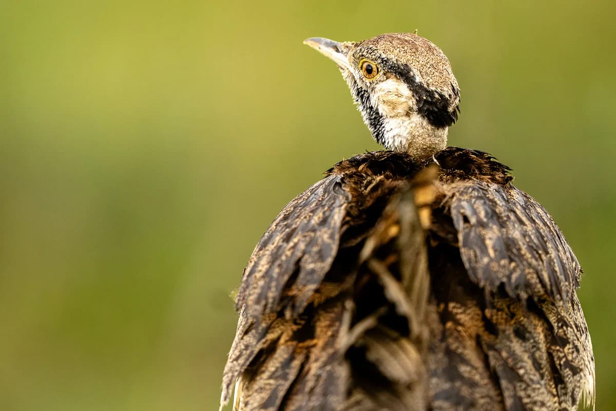 Masai Mara, Kenya – bild 107