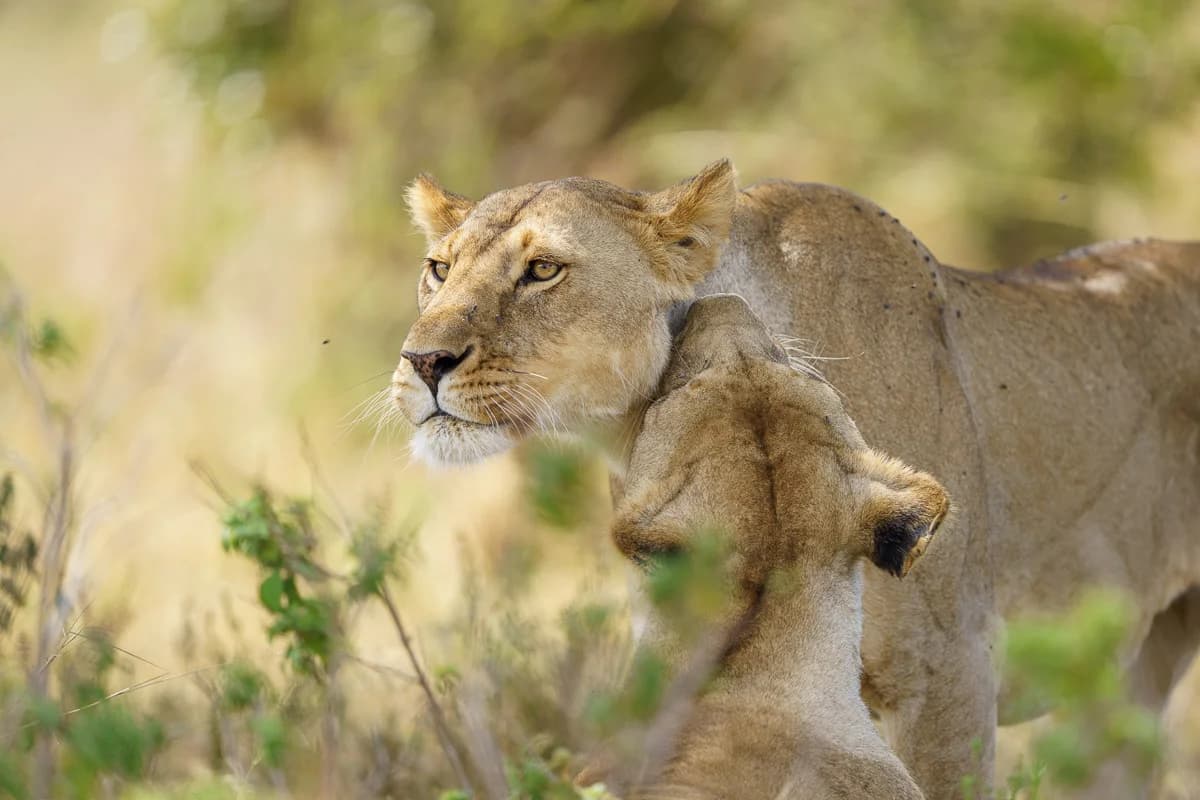 Masai Mara, Kenya – bild 108