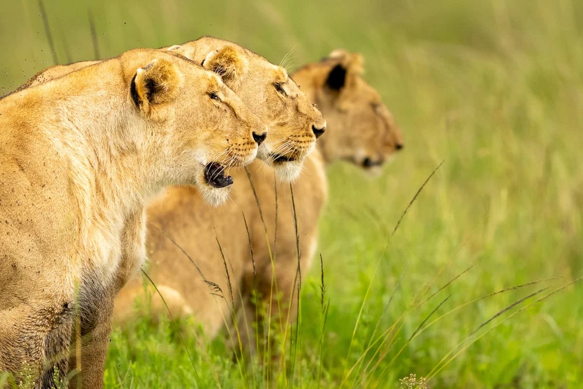 Masai Mara, Kenya – bild 109