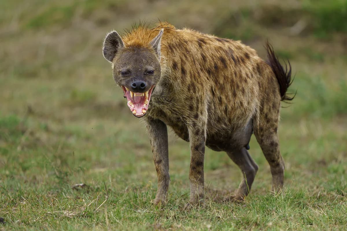 Masai Mara, Kenya – bild 111