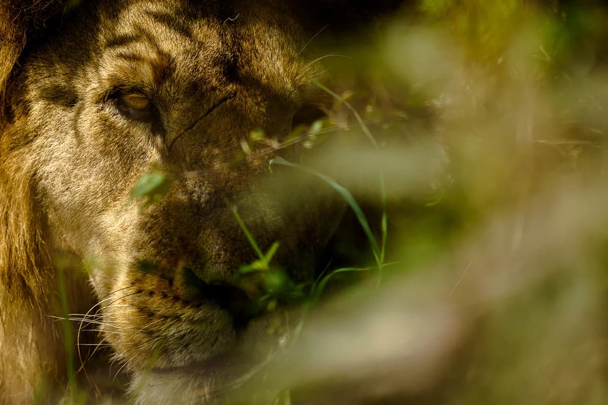 Masai Mara, Kenya – bild 113