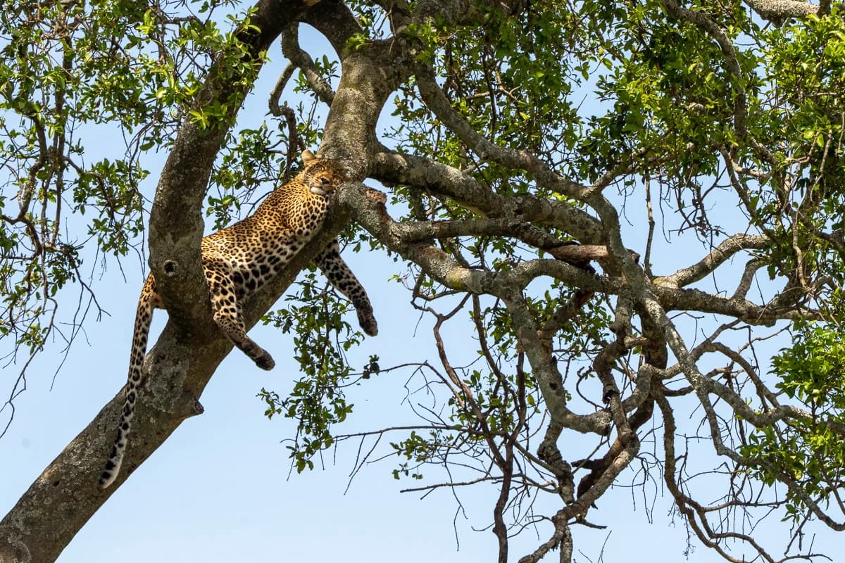 Masai Mara, Kenya – bild 115