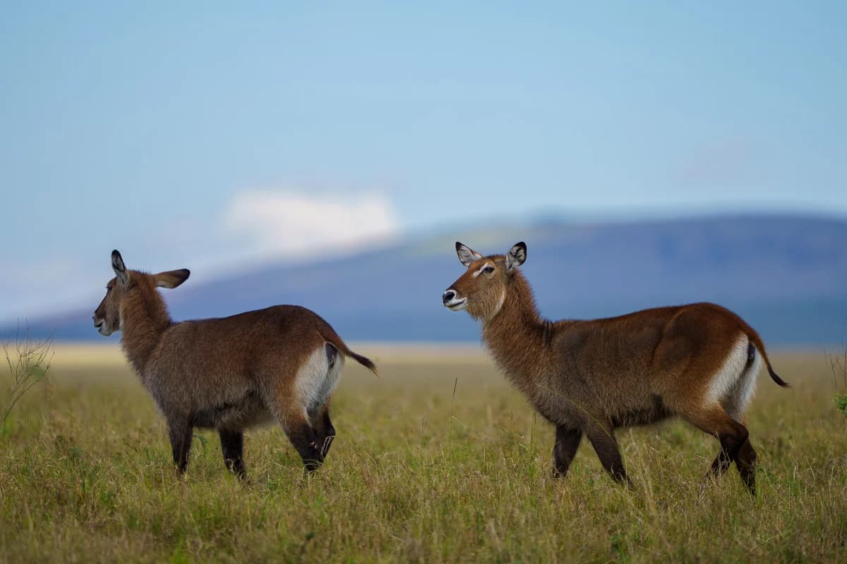 Masai Mara, Kenya – bild 116