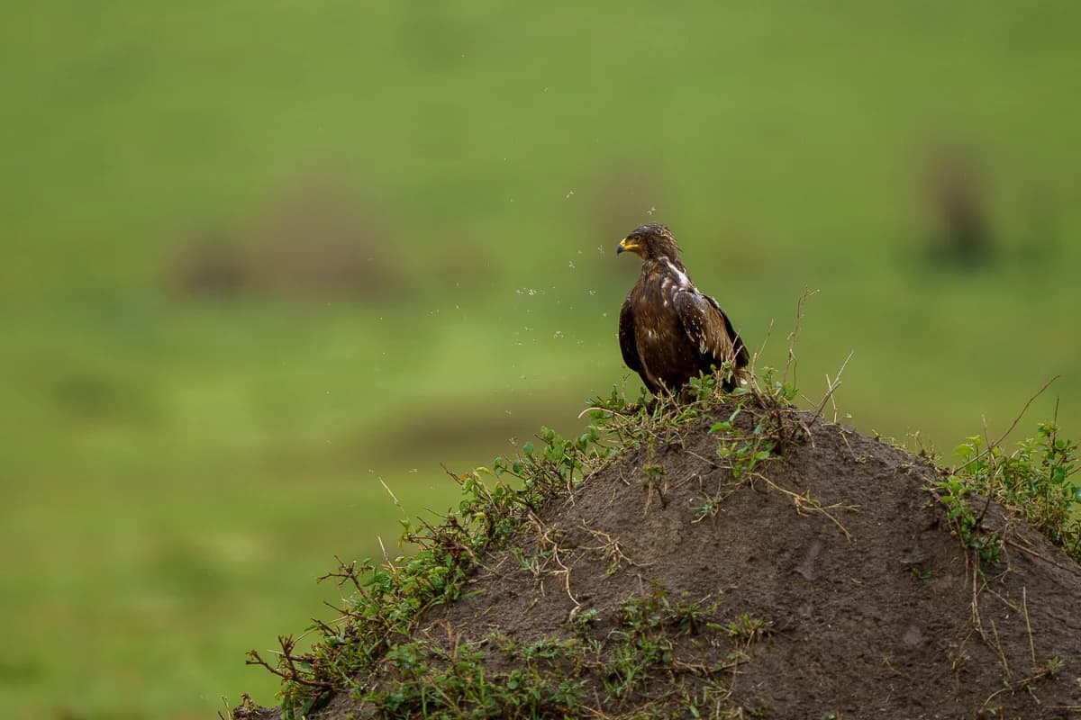 Masai Mara, Kenya – bild 117