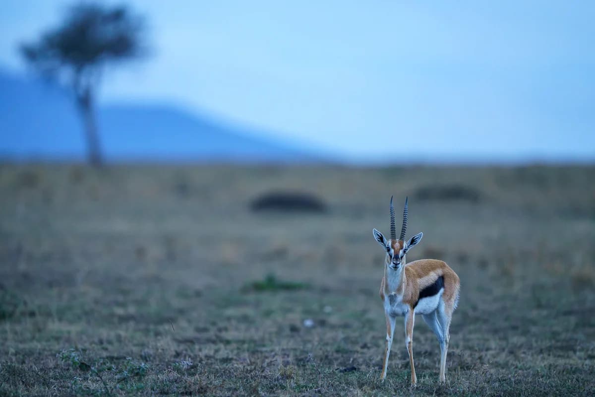 Masai Mara, Kenya – bild 122