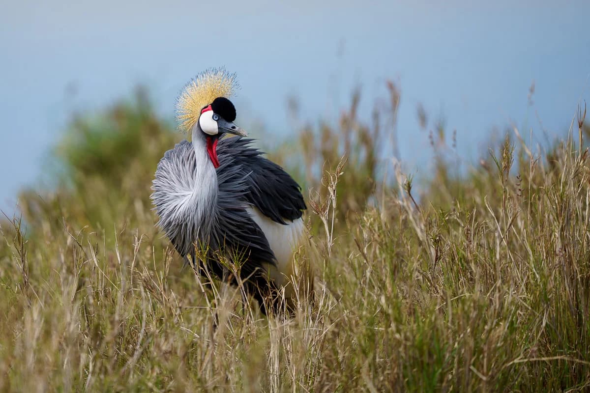 Masai Mara, Kenya – bild 125