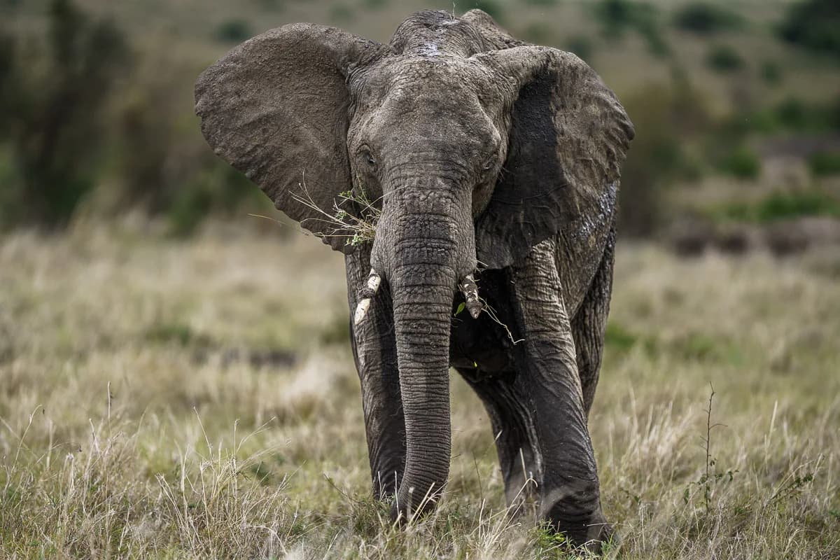 Masai Mara, Kenya – bild 129
