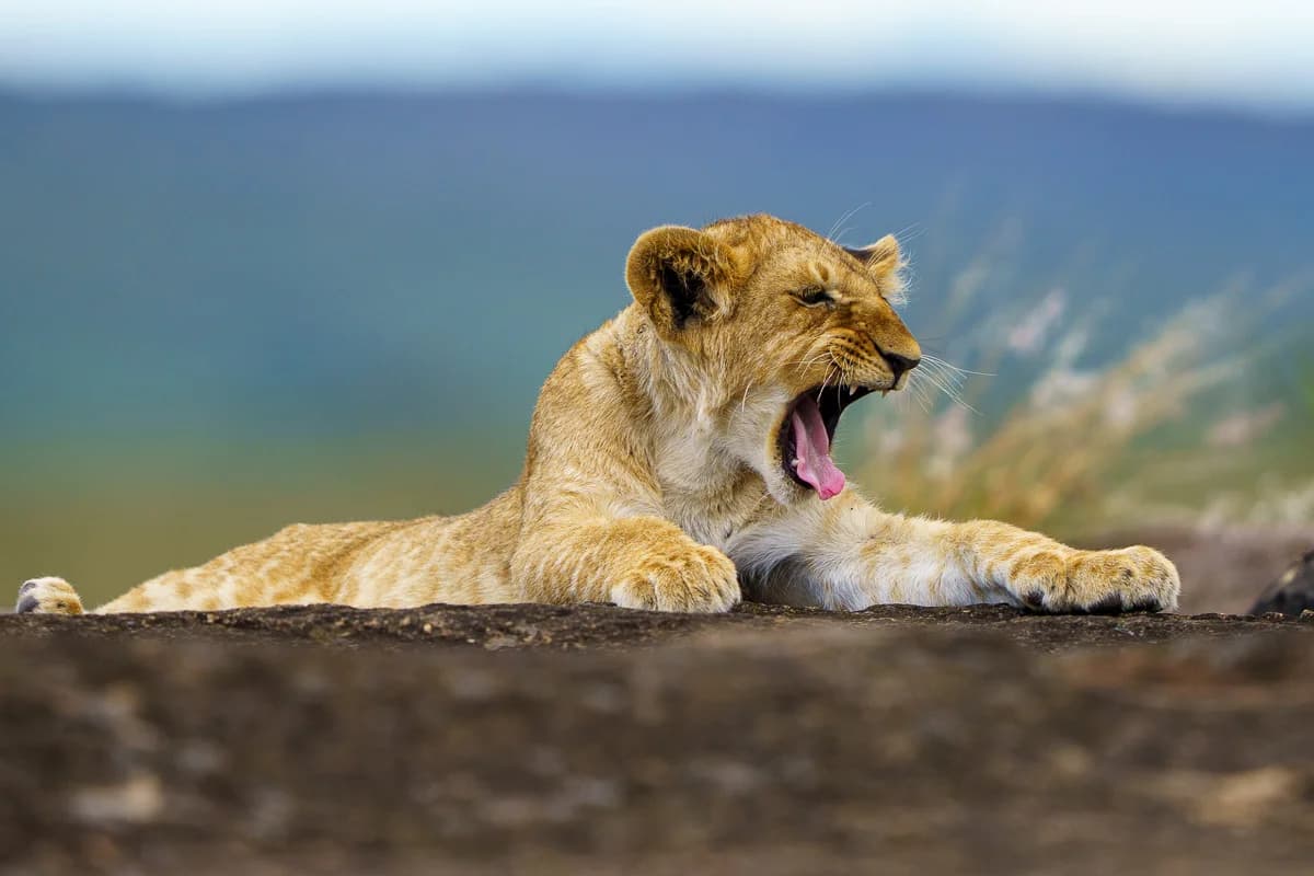 Masai Mara, Kenya – bild 132