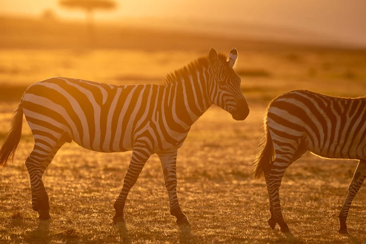 Masai Mara, Kenya – bild 137
