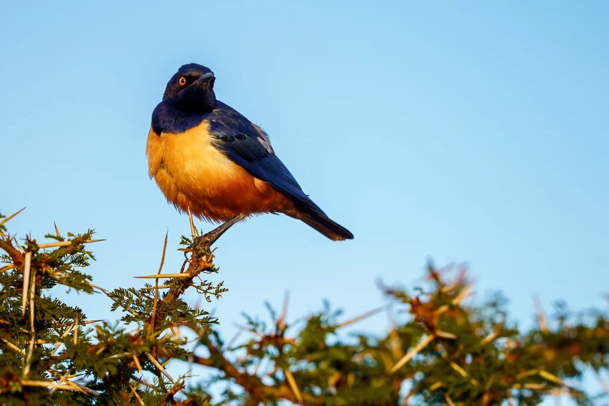Masai Mara, Kenya – bild 141