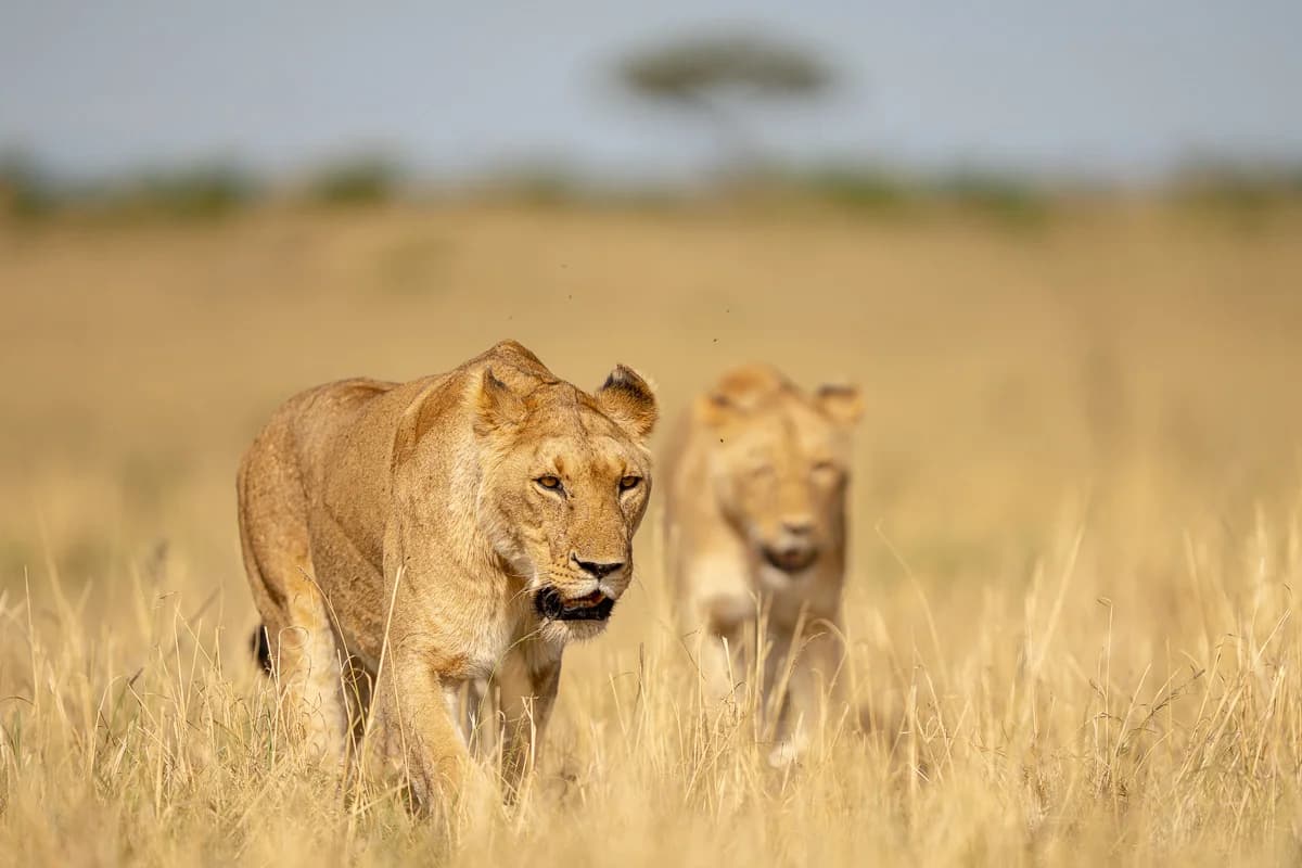 Masai Mara, Kenya – bild 144
