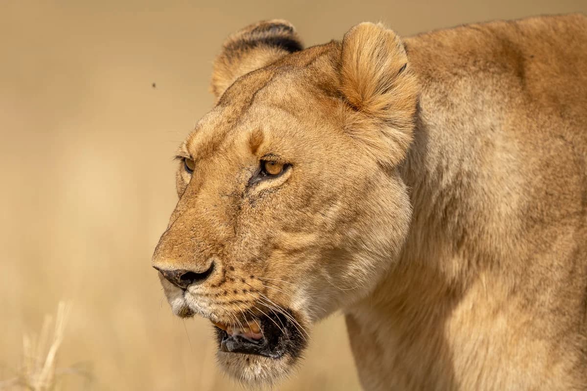 Masai Mara, Kenya – bild 145