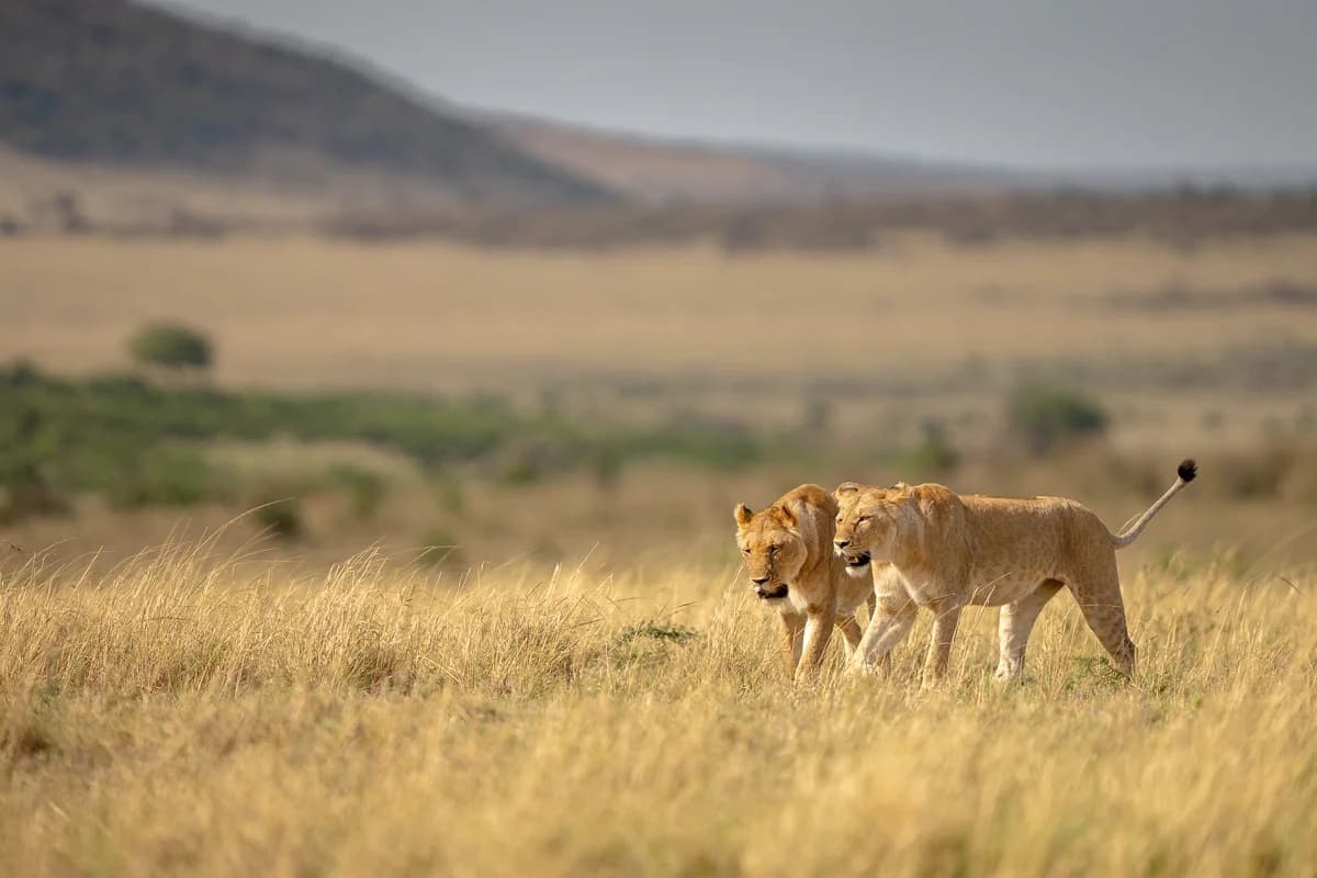 Masai Mara, Kenya – bild 146