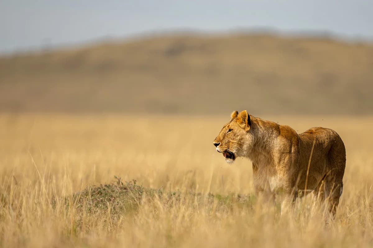 Masai Mara, Kenya – bild 147